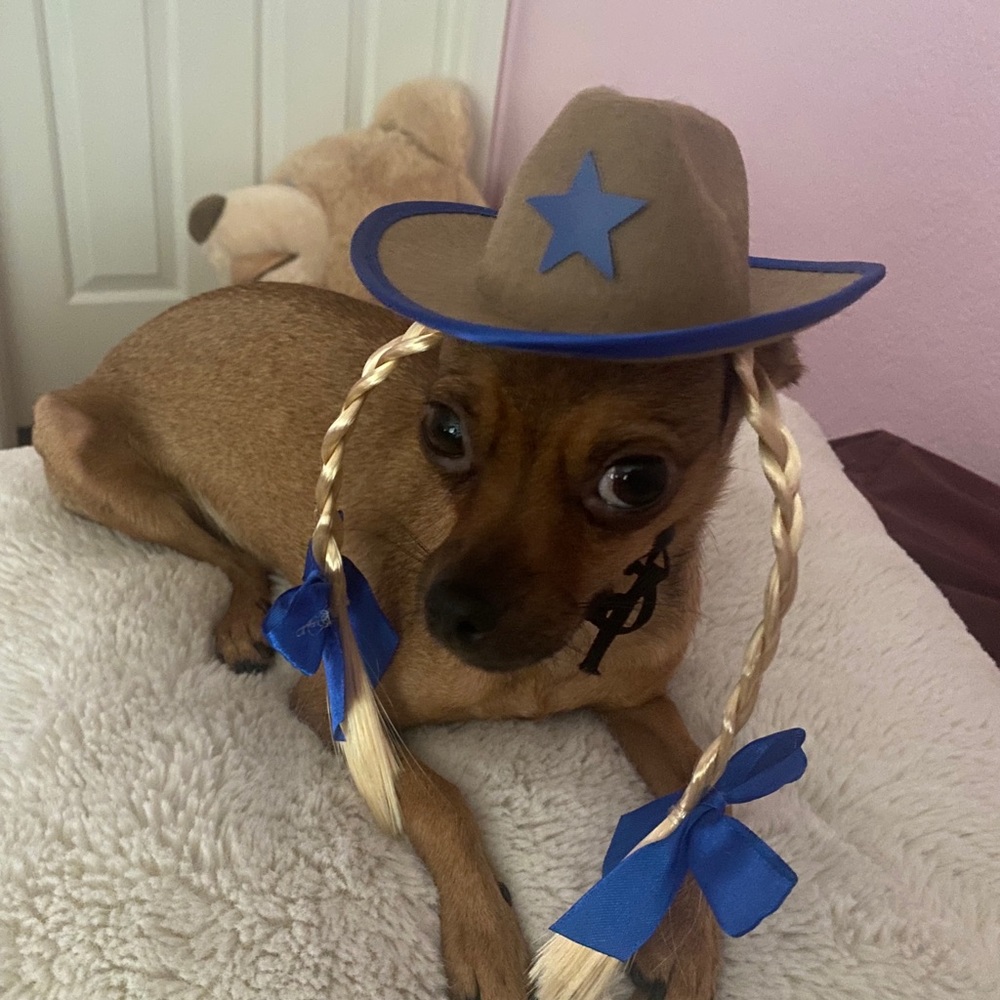 dog cowboy hat